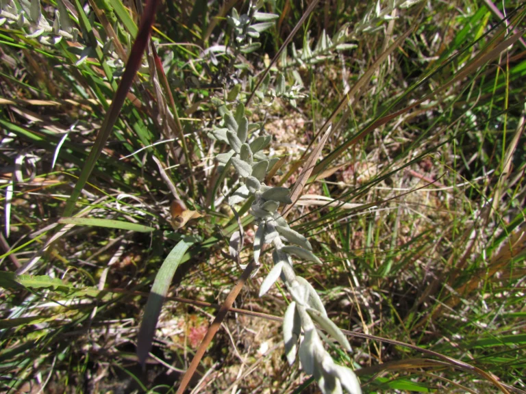 Baccharis phylicifolia (6)