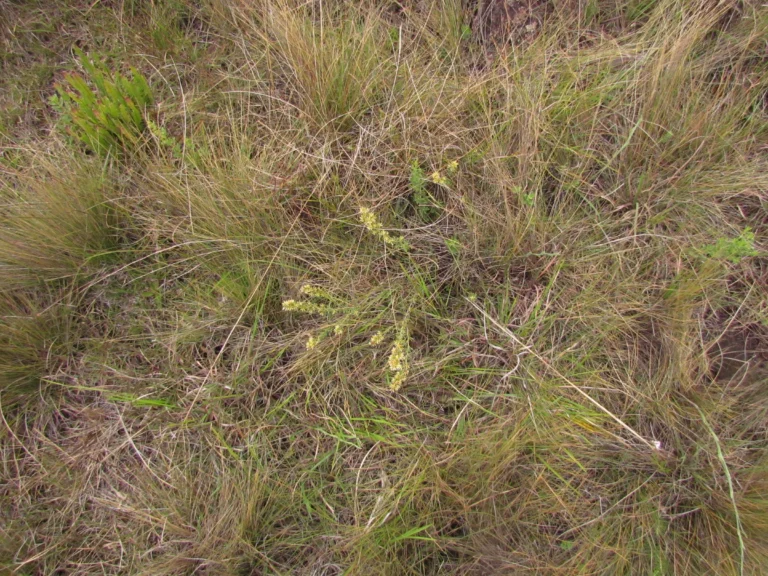 Baccharis pentodonta (7)