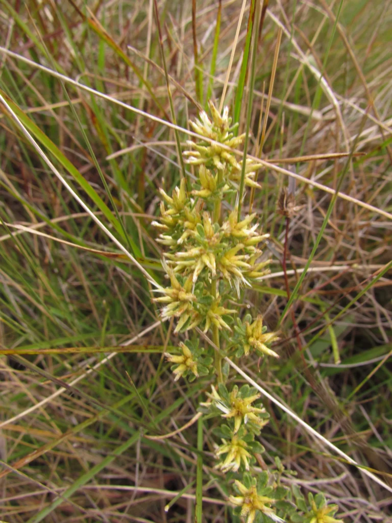 Baccharis pentodonta (8)