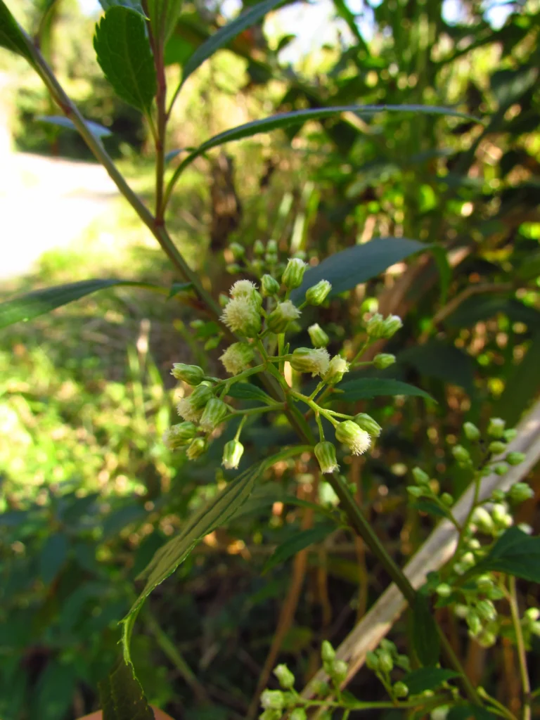 Baccharis oxyodonta (41)
