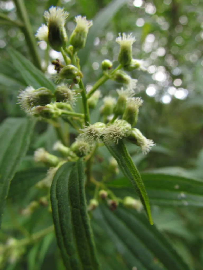 Baccharis oxyodonta (33)