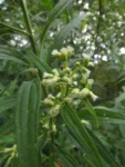 Baccharis oxyodonta (32)