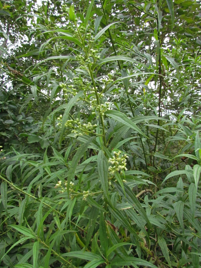 Baccharis oxyodonta (27)
