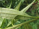 Baccharis oxyodonta (25)