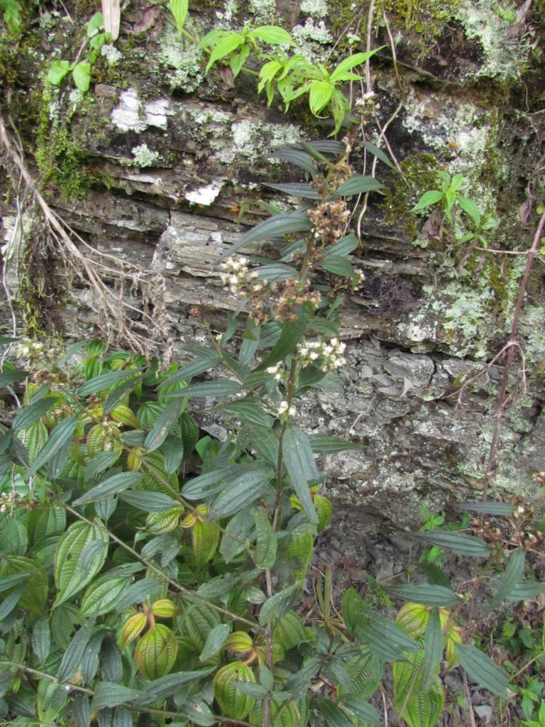 Baccharis oxyodonta (17)