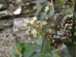 Baccharis oxyodonta (15)