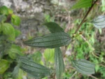 Baccharis oxyodonta (16)