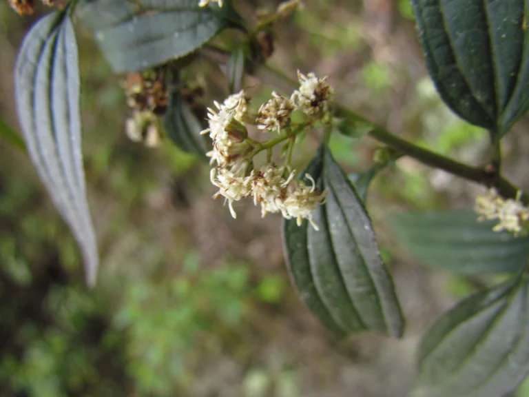 Baccharis oxyodonta (7)
