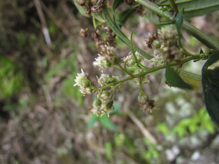 Baccharis oxyodonta (1)