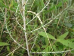 Baccharis ochracea (9)