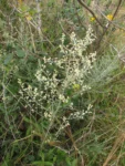 Baccharis ochracea (2)