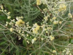 Baccharis ochracea (3)
