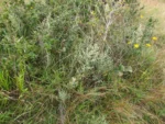 Baccharis ochracea (1)