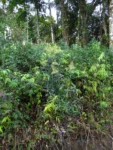Baccharis oblongifolia (33)