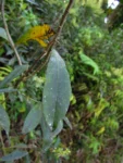 Baccharis oblongifolia (34)