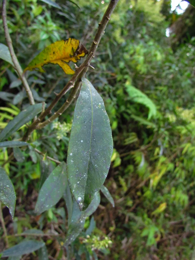 Baccharis oblongifolia (34)