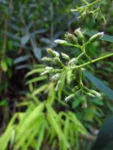 Baccharis oblongifolia (32)