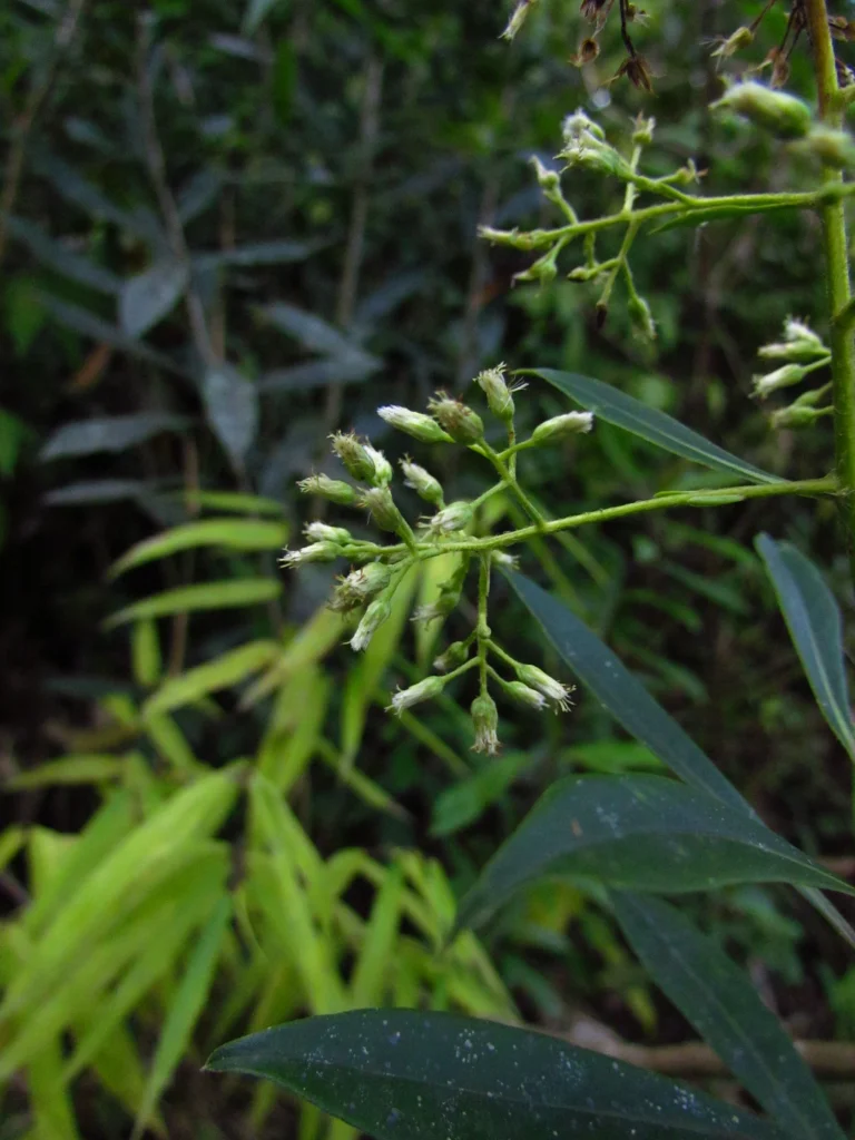 Baccharis oblongifolia (30)