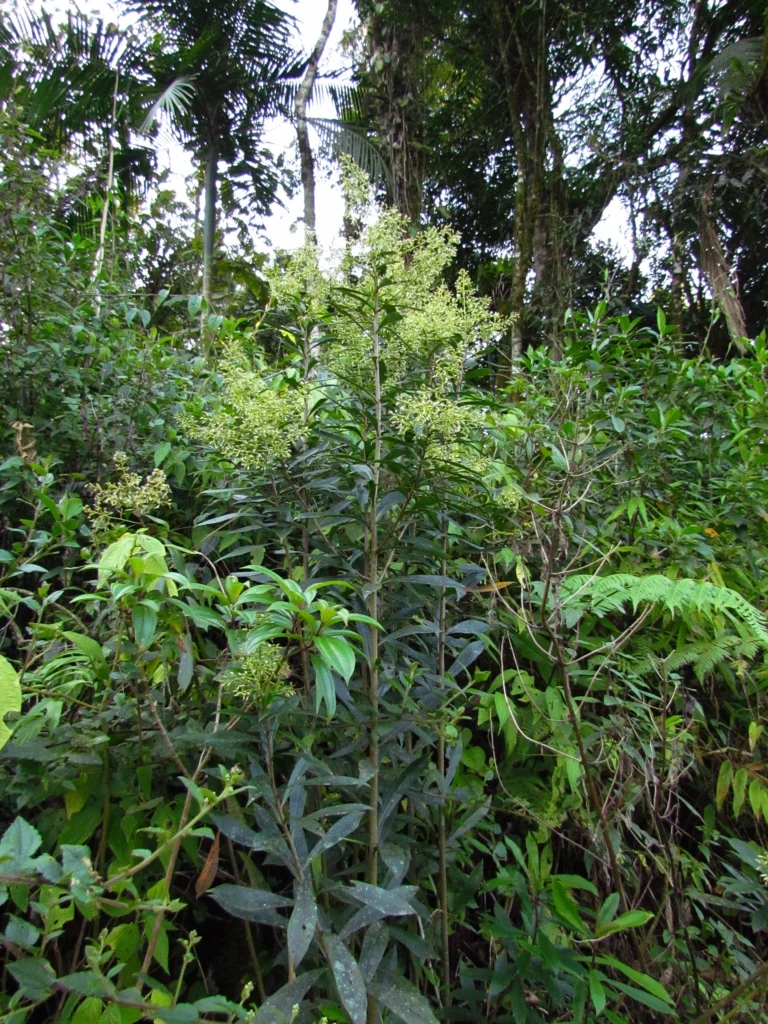 Baccharis oblongifolia (28)