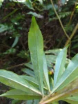 Baccharis oblongifolia (24)