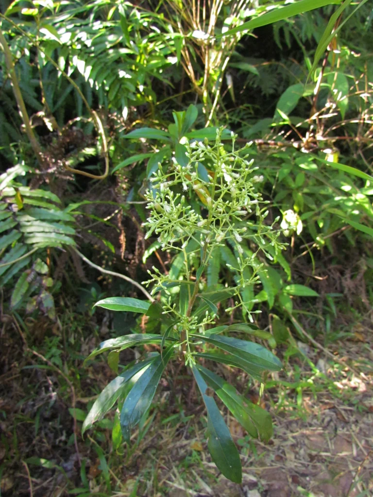 Baccharis oblongifolia (19)