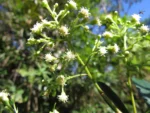 Baccharis oblongifolia (16)