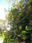 Baccharis oblongifolia (17)