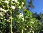 Baccharis oblongifolia (14)