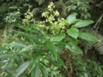 Baccharis oblongifolia (9)