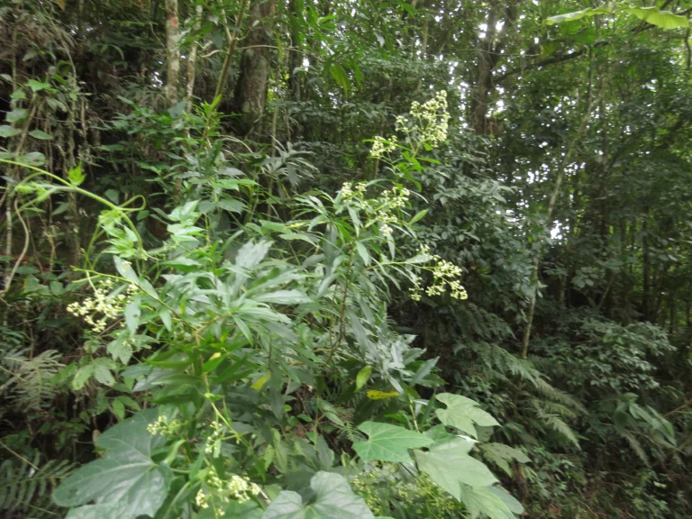 Baccharis oblongifolia (8)