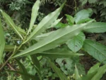 Baccharis oblongifolia (7)