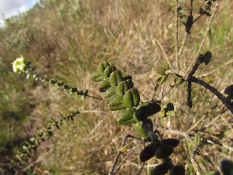 Baccharis nummularia (9)