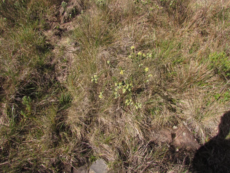 Baccharis nummularia (6)