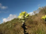 Baccharis nummularia (8)
