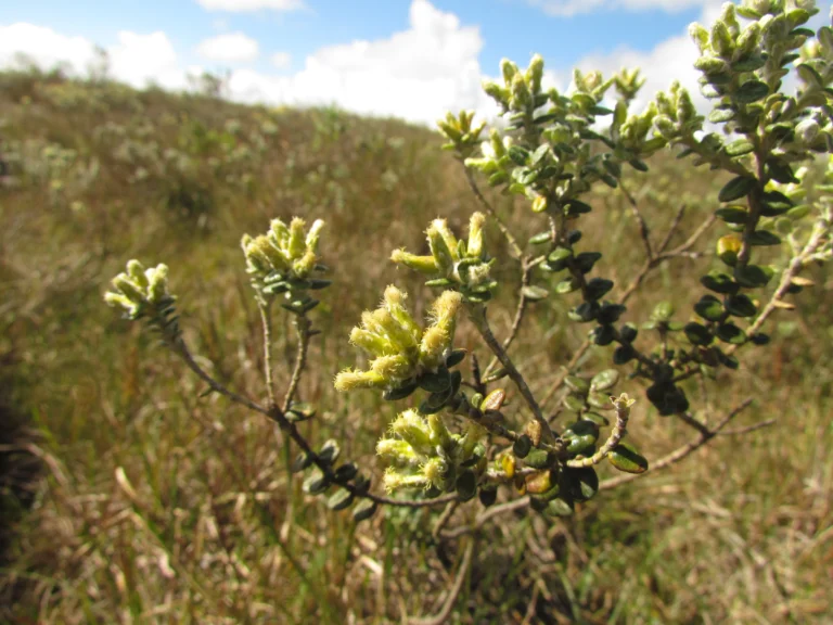 Baccharis nummularia (3)