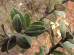 Baccharis nebularis (12)