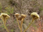 Baccharis nebularis (6)