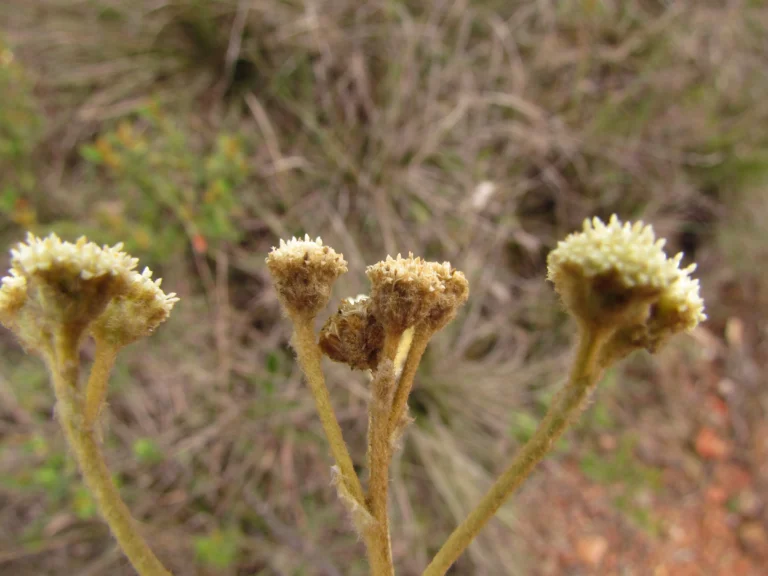 Baccharis nebularis (6)