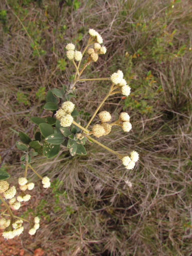 Baccharis nebularis (7)