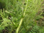 Baccharis napaea (10)