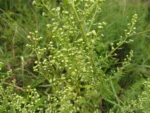 Baccharis napaea (4)