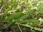 Baccharis myriocephala (8)