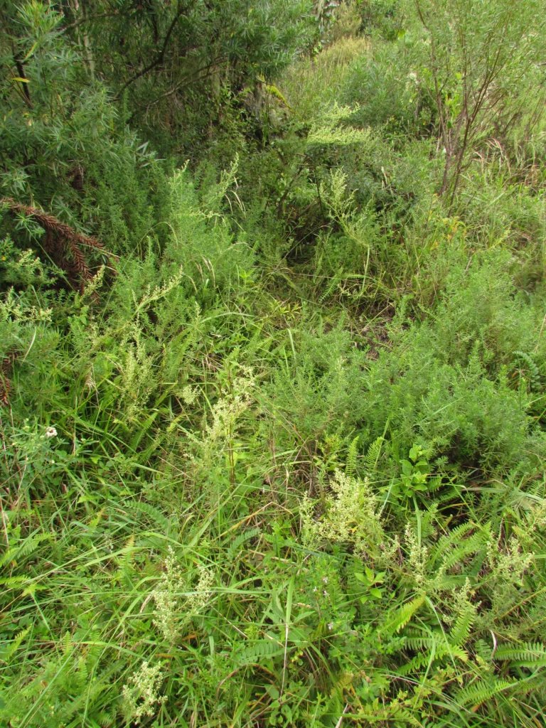 Baccharis napaea (1)