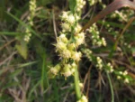 Baccharis myriocephala (7)