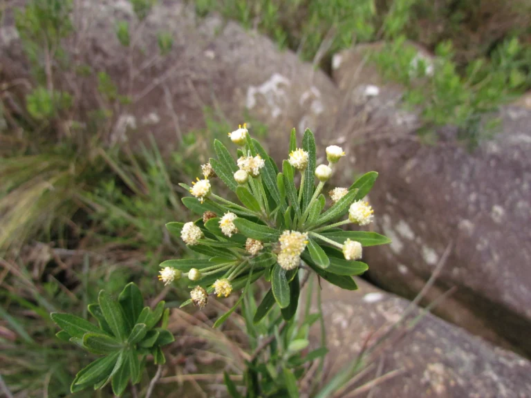 Baccharis myricifolia (12)