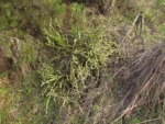 Baccharis myriocephala (1)