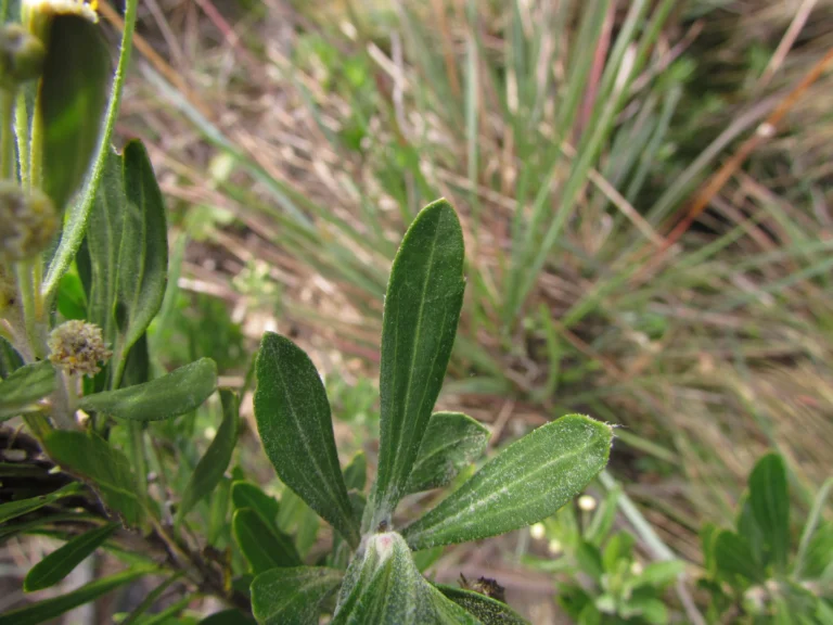 Baccharis myricifolia (9)