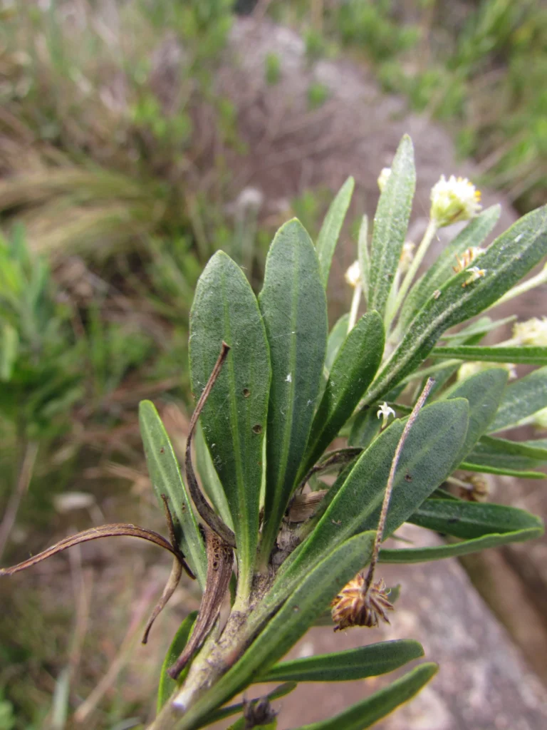 Baccharis myricifolia (7)