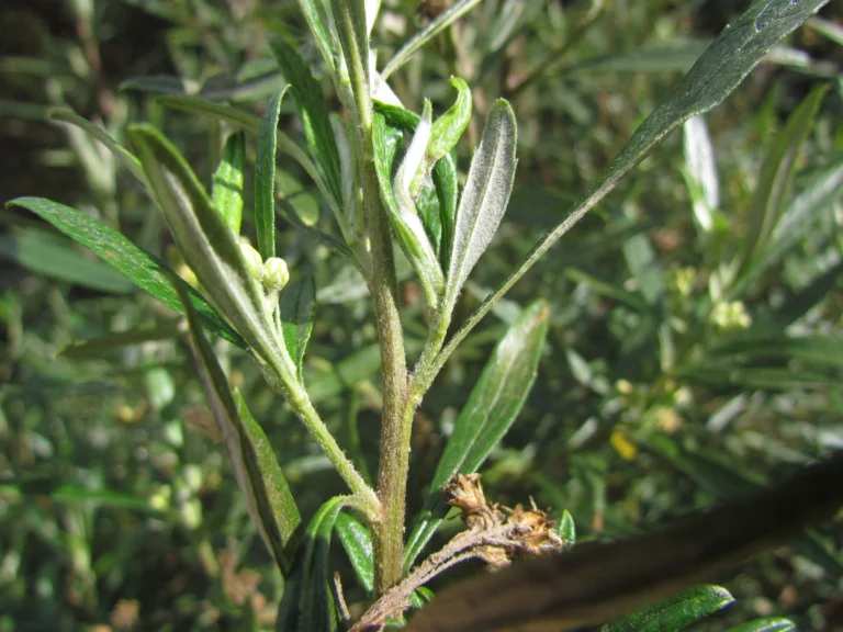 Baccharis montana (29)