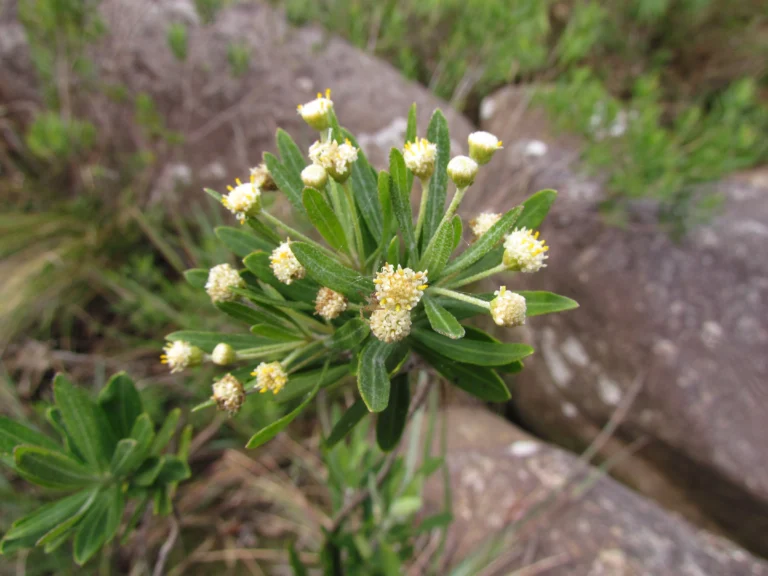 Baccharis myricifolia (1)